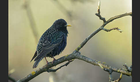 Star (Sturnus vulgaris)