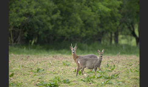 Rehwild (Capreolus capreolus)