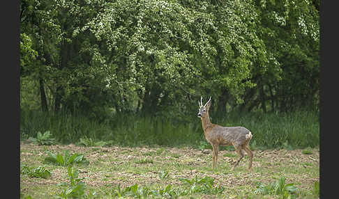 Rehwild (Capreolus capreolus)