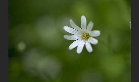 Große Sternmiere (Stellaria holostea)