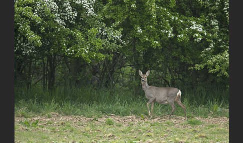 Rehwild (Capreolus capreolus)