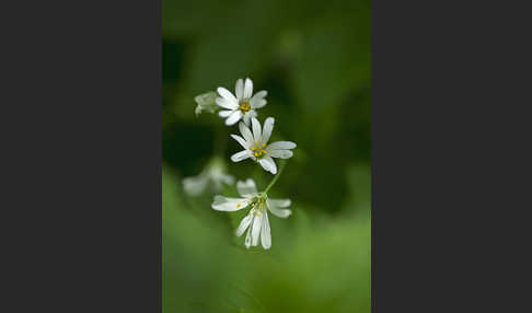 Große Sternmiere (Stellaria holostea)