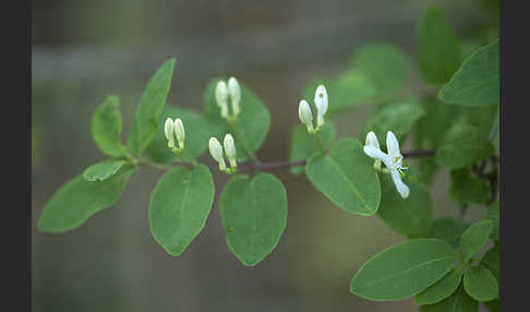 Rote Heckenkirsche (Lonicera xylosteum)