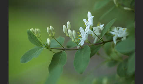 Rote Heckenkirsche (Lonicera xylosteum)