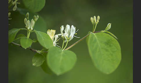 Rote Heckenkirsche (Lonicera xylosteum)