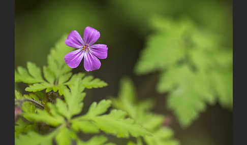 Stinkender Storchschnabel (Geranium robertianum)