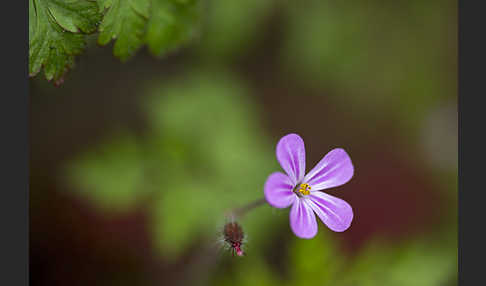 Stinkender Storchschnabel (Geranium robertianum)