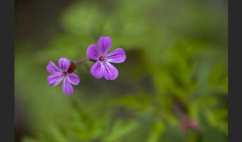 Stinkender Storchschnabel (Geranium robertianum)