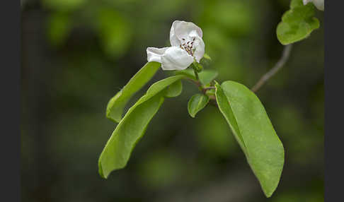 Birnenquitte (Cydonia oblonga var. Oblonga)