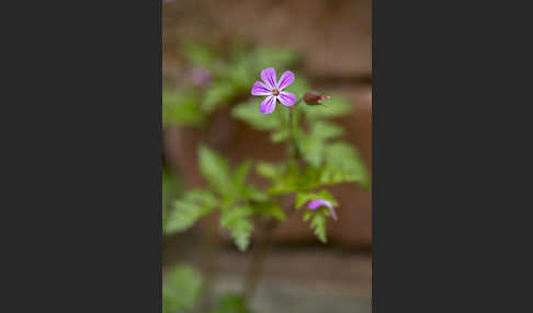 Stinkender Storchschnabel (Geranium robertianum)