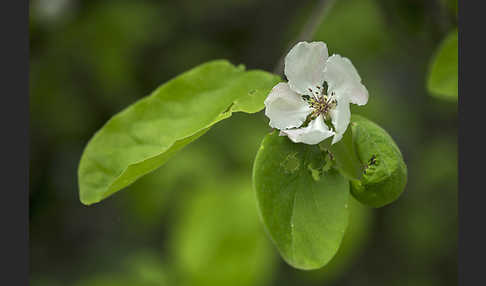 Birnenquitte (Cydonia oblonga var. Oblonga)