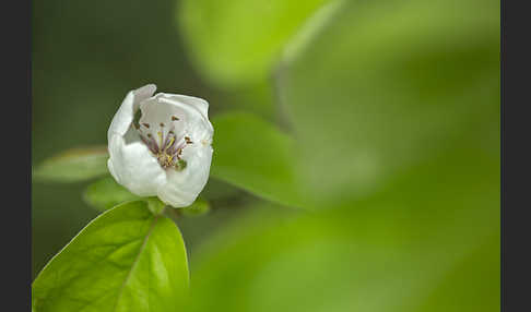 Birnenquitte (Cydonia oblonga var. Oblonga)