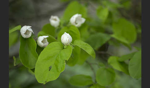 Birnenquitte (Cydonia oblonga var. Oblonga)