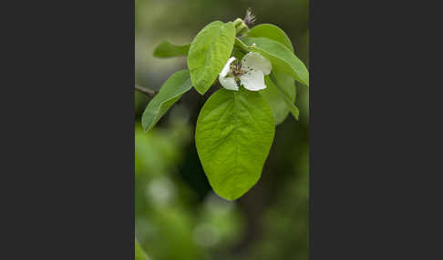 Birnenquitte (Cydonia oblonga var. Oblonga)