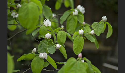 Birnenquitte (Cydonia oblonga var. Oblonga)