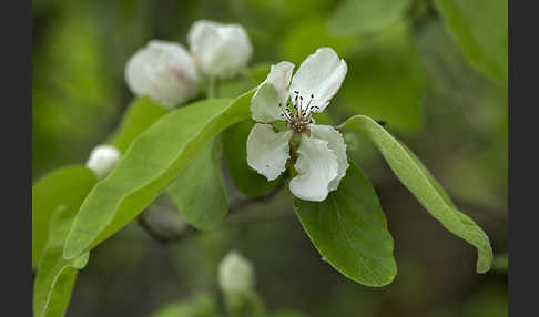 Birnenquitte (Cydonia oblonga var. Oblonga)