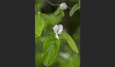 Birnenquitte (Cydonia oblonga var. Oblonga)