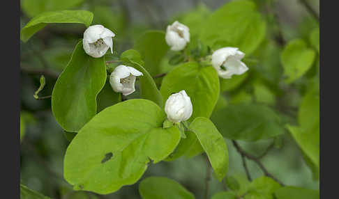 Birnenquitte (Cydonia oblonga var. Oblonga)