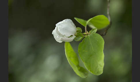 Birnenquitte (Cydonia oblonga var. Oblonga)