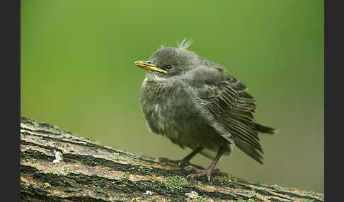 Star (Sturnus vulgaris)