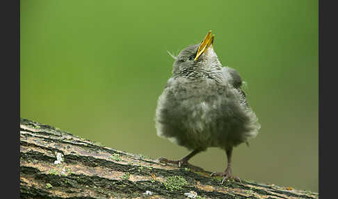 Star (Sturnus vulgaris)