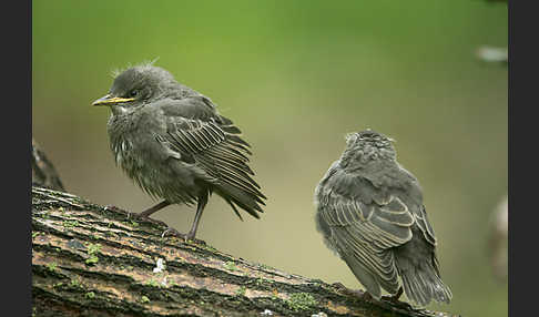 Star (Sturnus vulgaris)