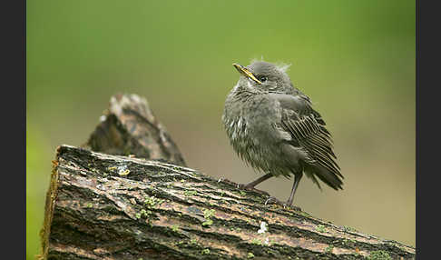 Star (Sturnus vulgaris)