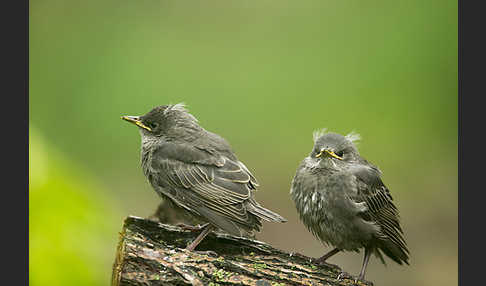 Star (Sturnus vulgaris)