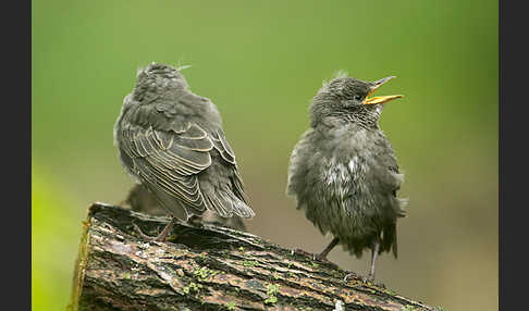 Star (Sturnus vulgaris)