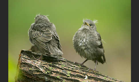 Star (Sturnus vulgaris)