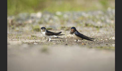 Rauchschwalbe (Hirundo rustica)