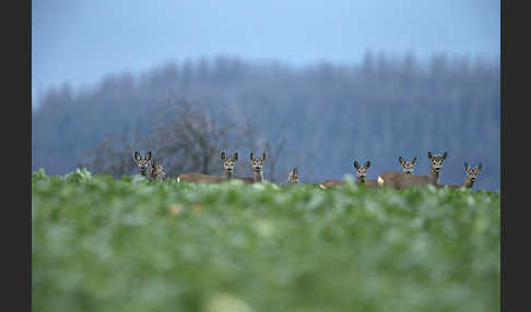 Rehwild (Capreolus capreolus)