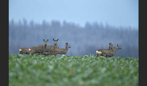 Rehwild (Capreolus capreolus)