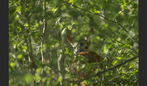 Rehwild (Capreolus capreolus)