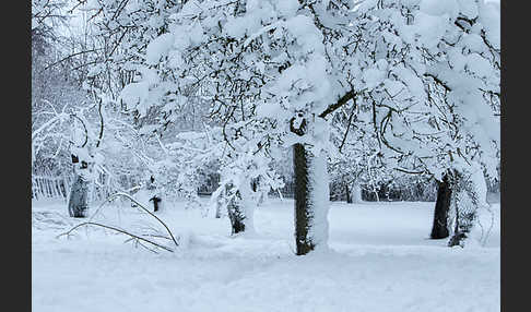 Streuobstwiese (meadow orchard)