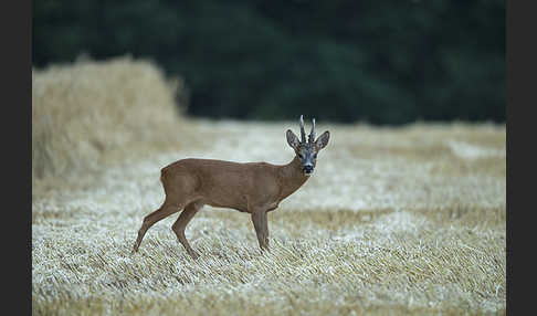 Rehwild (Capreolus capreolus)