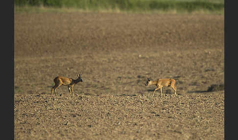 Rehwild (Capreolus capreolus)