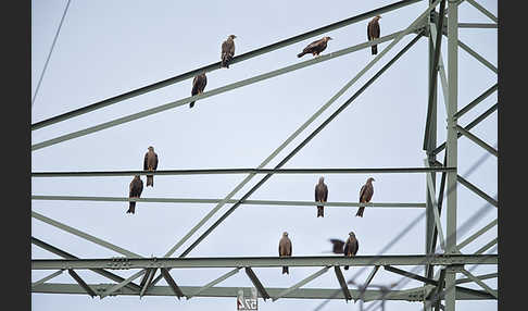 Schwarzmilan (Milvus migrans)