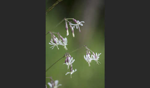 Nickendes Leimkraut (Silene nutans)