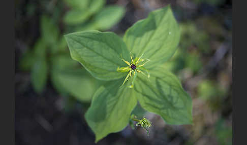 Einbeere (Paris quadrifolia)