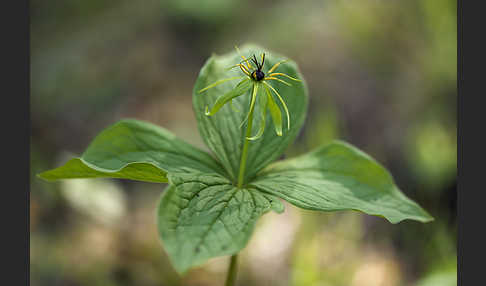 Einbeere (Paris quadrifolia)