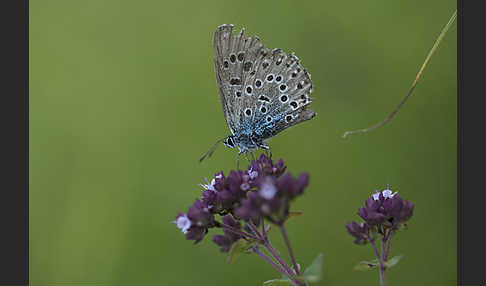 Quendel-Ameisenbläuling (Glaucopsyche arion)