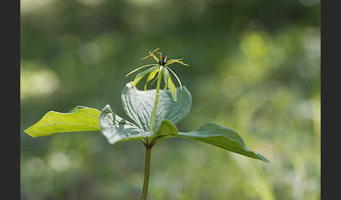 Einbeere (Paris quadrifolia)