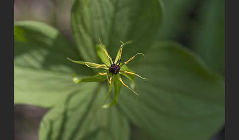 Einbeere (Paris quadrifolia)