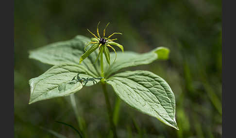 Einbeere (Paris quadrifolia)