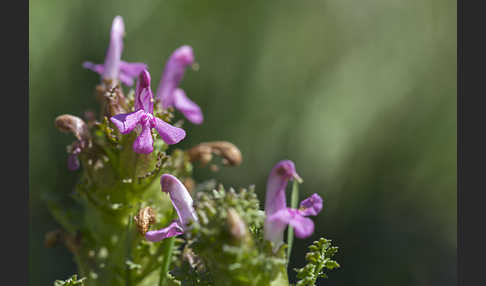 Wald-Läusekraut (Pedicularis sylvatica)