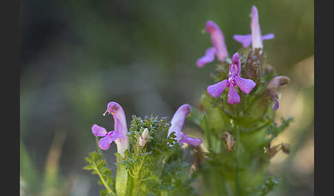 Wald-Läusekraut (Pedicularis sylvatica)