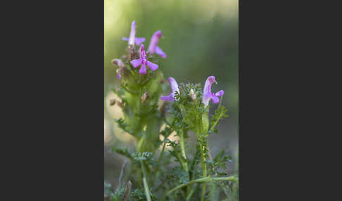 Wald-Läusekraut (Pedicularis sylvatica)