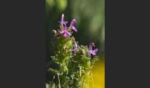 Wald-Läusekraut (Pedicularis sylvatica)