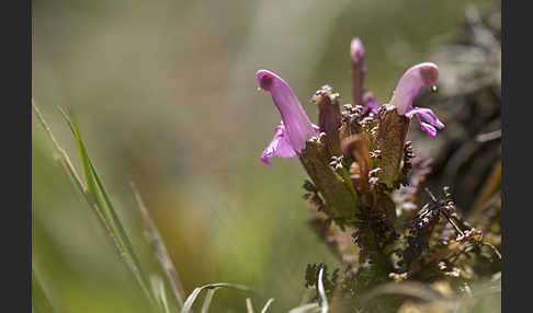 Wald-Läusekraut (Pedicularis sylvatica)